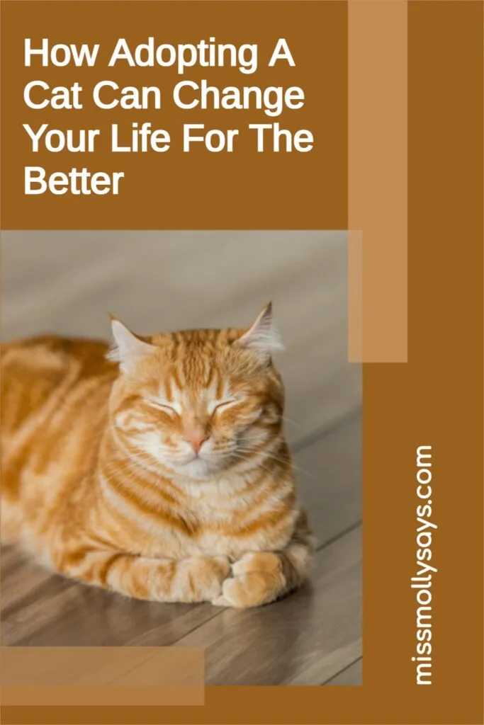 "Adopta un gato: cambia su vida y la tuya"