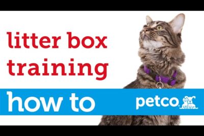 Cómo entrenar a un gato para usar la caja de arena