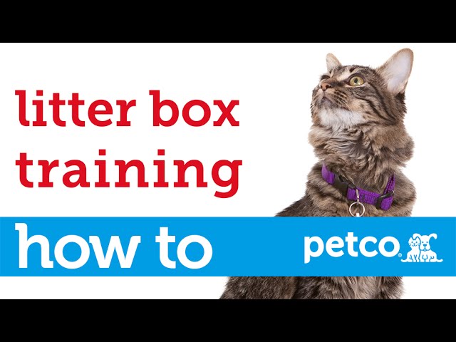 Cómo entrenar a un gato para usar la caja de arena