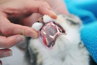 Cómo mantener los dientes y las encías de los gatos saludables