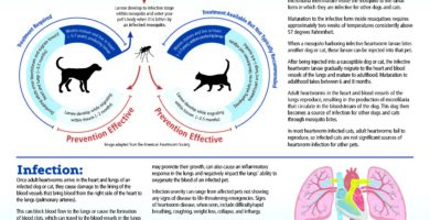 Cómo prevenir y tratar la enfermedad del corazón en los gatos