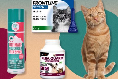 Cómo prevenir y tratar las pulgas y garrapatas en los gatos