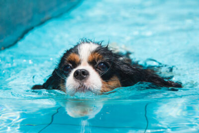 Enséñale a tu perro a nadar