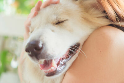 Los perros reducen la presión arterial y la frecuencia cardiaca