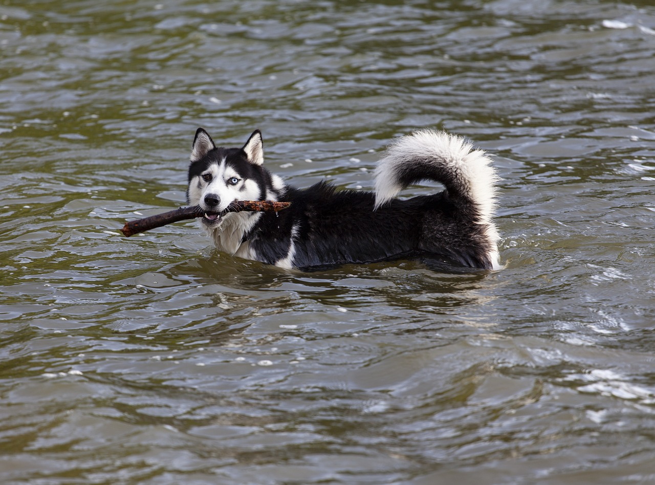 husky en el agua