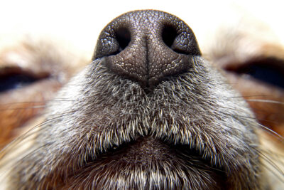 ¿Por qué es importante la nariz para los perros?