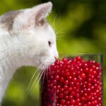 Vitamina B para gatos: Descubre sus beneficios para nuestros felinos